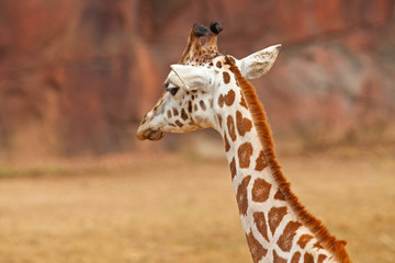 Rothschild giraffe in zoo. Head and long neck.