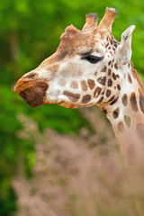 Rothschild giraffe in zoo. Head and long neck.
