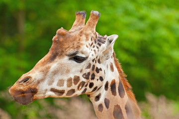 Rothschild giraffe in zoo. Head and long neck.