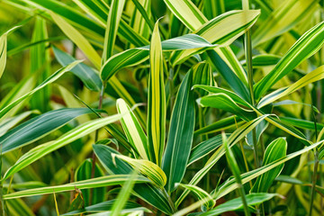 Pattern of large yellow green grass leafs.