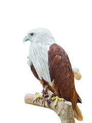 Red Hawk isolated on white background.