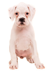 Obraz premium Boxer
