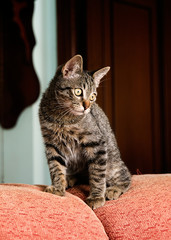 Cat on top of a sofa
