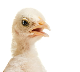 head chick
