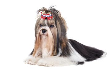 Biewer-Yorkshire terrier on a white background in studio