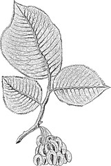 Fototapeta premium tree branch