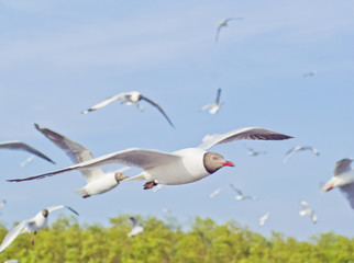seagull on blue sky background