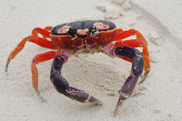 Macro shot of Halloween Crab in the sand