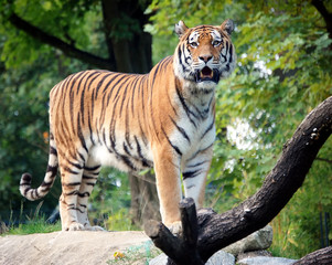 Tiger Full Size Portrait