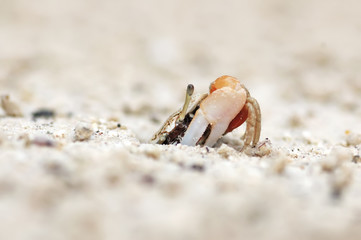 Hermit crab