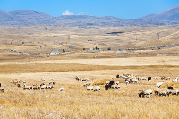 Obraz premium view of mountain plateau with herd of sheep