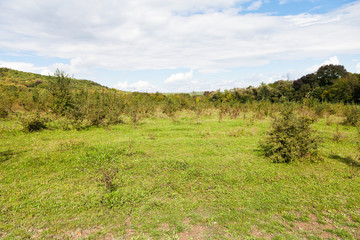 Fototapeta premium green clearing at foot of caucasian mountains