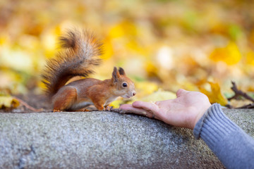 The courageous squirrel studies the man hand