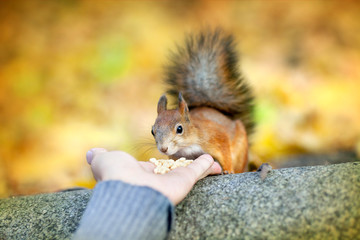 The man feeds a squirrel with cedar nuts