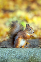 The red squirrel sits on a stone in autumnal park