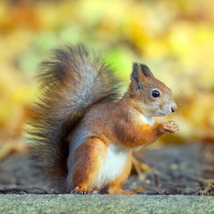 The squirrel sits on a stone in park