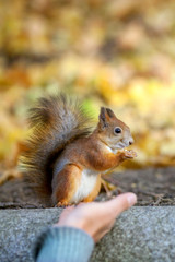 Naklejka na ściany i meble The squirrel sits and eats a cedar nut