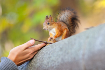 The human hands and red squirrel