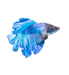 Half Moon fighting fish