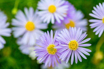 Obraz premium Purple Swan-river daisy (Brachycome iberidifolia)