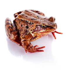 Common frog.