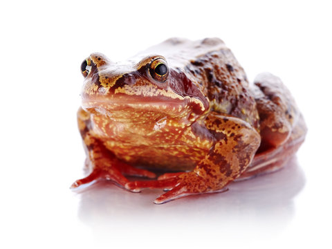 European common frog