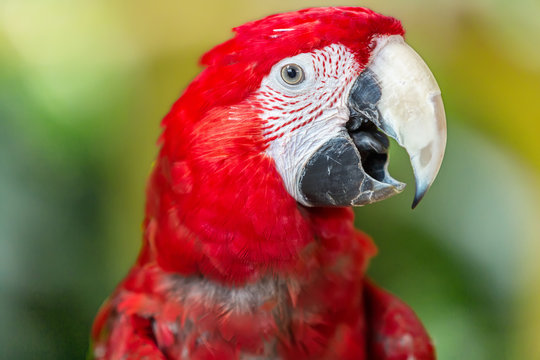 Scarlet Macaw parrot, close up, on green background