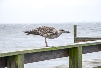 Gull Facing The Wind