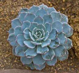 Succulent Plant