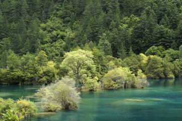Green trees and blue water