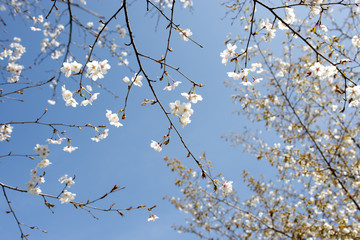 山桜の花と枝
