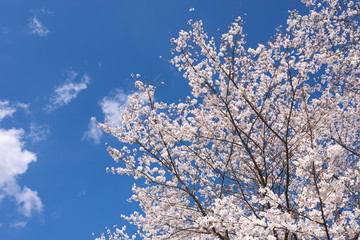 満開のソメイヨシノの花と青空