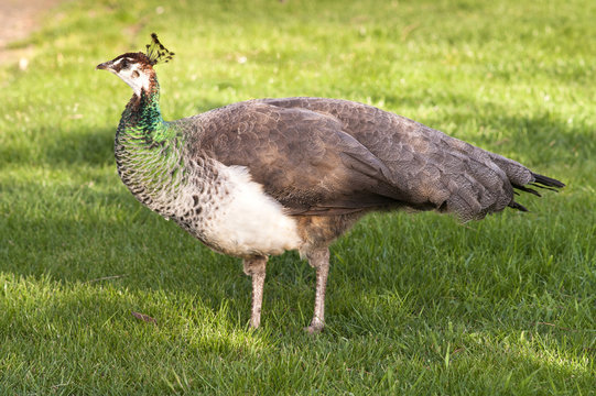 Fototapeta Peafowl Female Peacock Flying Bird Grazing Feeding Wild Animal