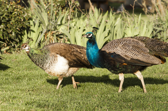 Peacock Male Bird Courting His Peahen Female Mate Wild Animals