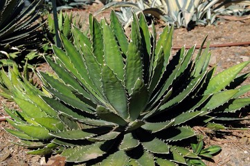Fototapeta premium Agave Lophanta Schiede © Arena Photo UK