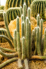 Cactus in chiangmai Thailand