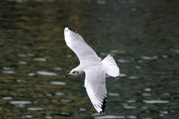 Möwe im Flug