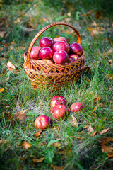 Autumn apples