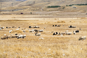 Fototapeta premium herd of sheep grazing on mountail plateau