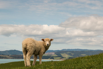 Fototapeta premium curious sheep looking back