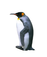 Isolated emperor penguin - 57121319