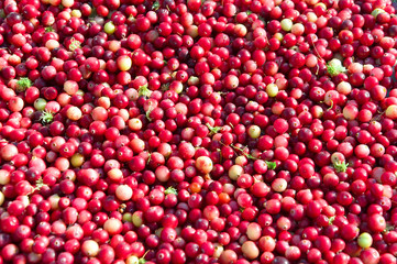 Ripe cranberries loose in the background.