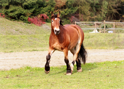 Rheinisch-Deutsches Kaltblut im Trab