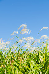 sky and grass in autumn