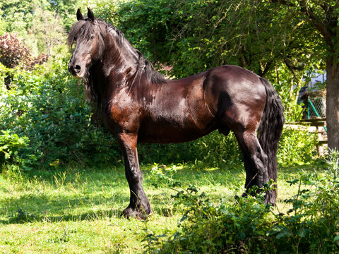 Friese im Gr&uuml;nen