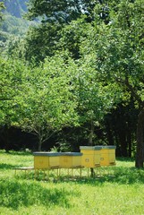 Yellow beehives for honey bees in a field surrounded by trees