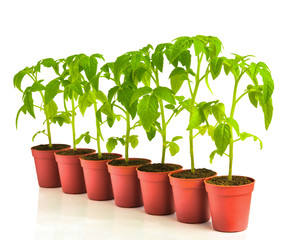 a row of seedling tomato in pots, isolated