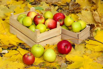 crates of fresh ripe apples in garden on autumn leaves