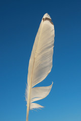 White seagull feather on a background of blue sky - 57123555