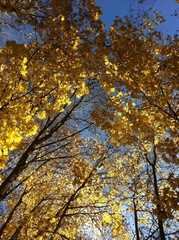autumn leaves background